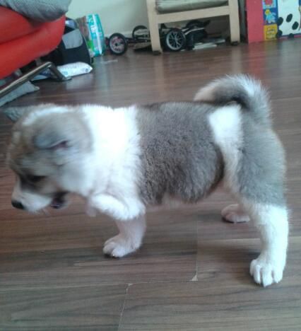 Akita Puppies for sale 