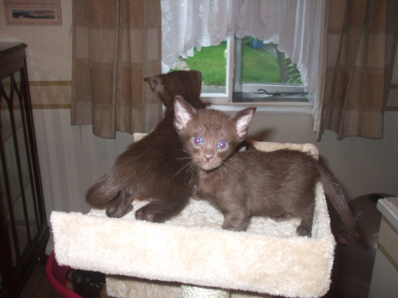 Havana Brown kittens 