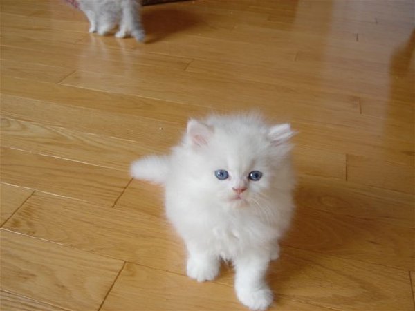 Pedigree Persian Kitten For Sale