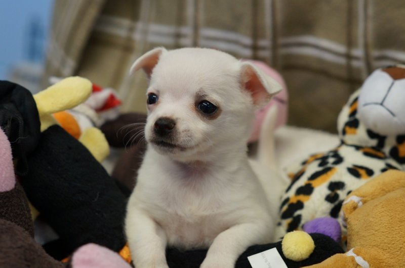 Top Quality Kc Reg Tiny Chihuahua Pupspies For Sale