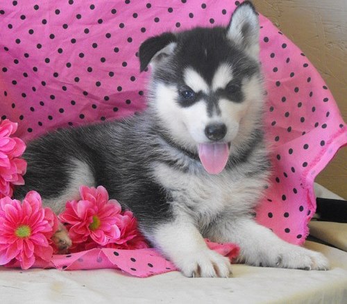 Adorable sivberian husky puppies for sale	