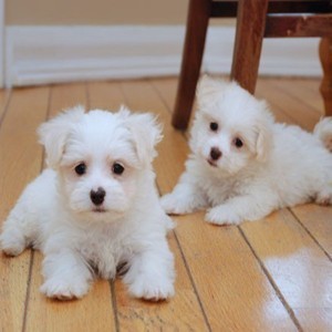 Pure White Maltese Puppies	