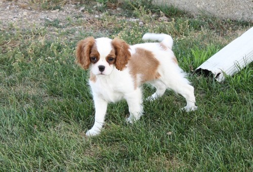 Cavalier King Charles Spaniel puppies now available.