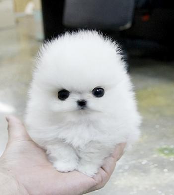 Excellent White Teacup Pomeranian Puppy Available