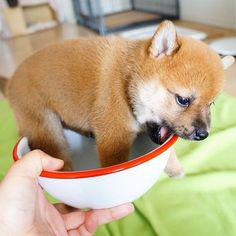 The Shiba Inu has an affectionate, gentle, and friendly disposition.