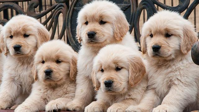 AKC Golden Retriever puppies for sale.