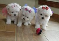 2 Maltese puppies for adoption. 