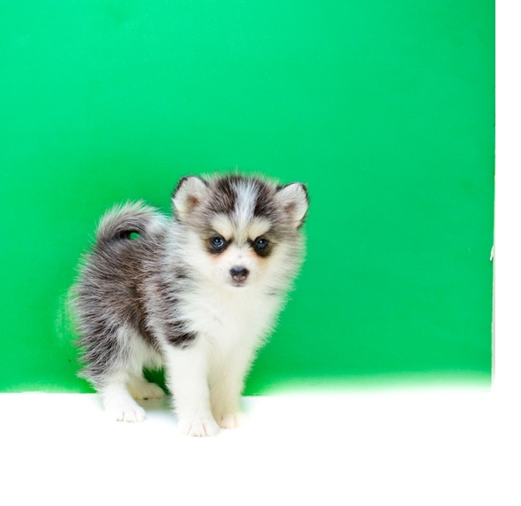 Beautiful pomsky puppies for sale to loving homes