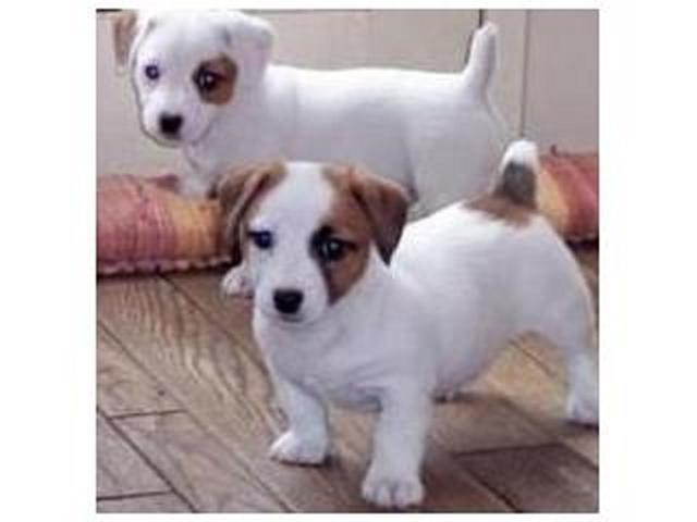 ADORABLE Parsons Jack Russell Terrier Puppies for sale.