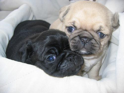 Charming Pug Puppies Available FOR FREE!!!!!!!!!!!!!