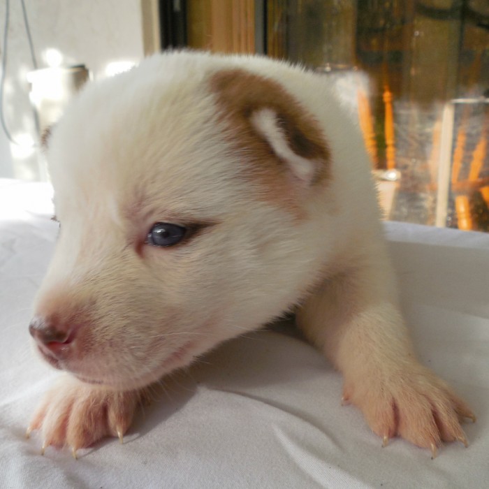 Beautiful Rare Brown Piebald Husky Puppy with Blue Eyes