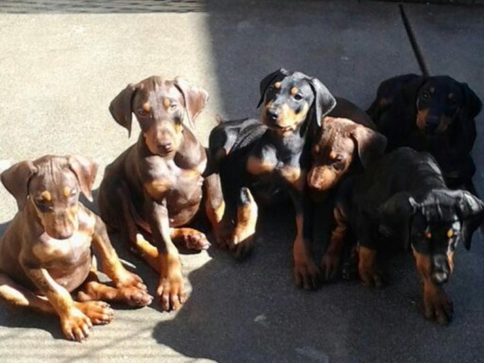 Doberman Pinschers Puppies For adoption