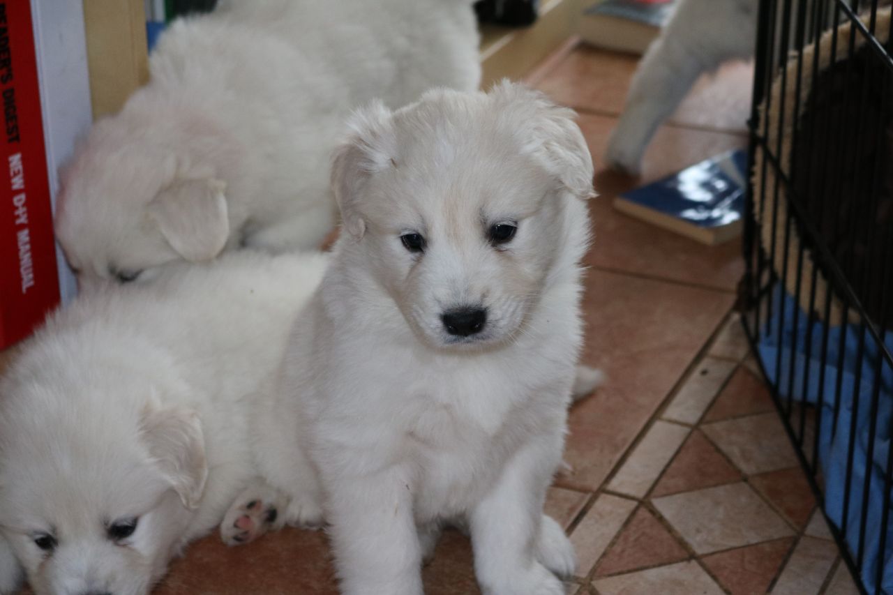 Beautiful Samoyed Puppies Available