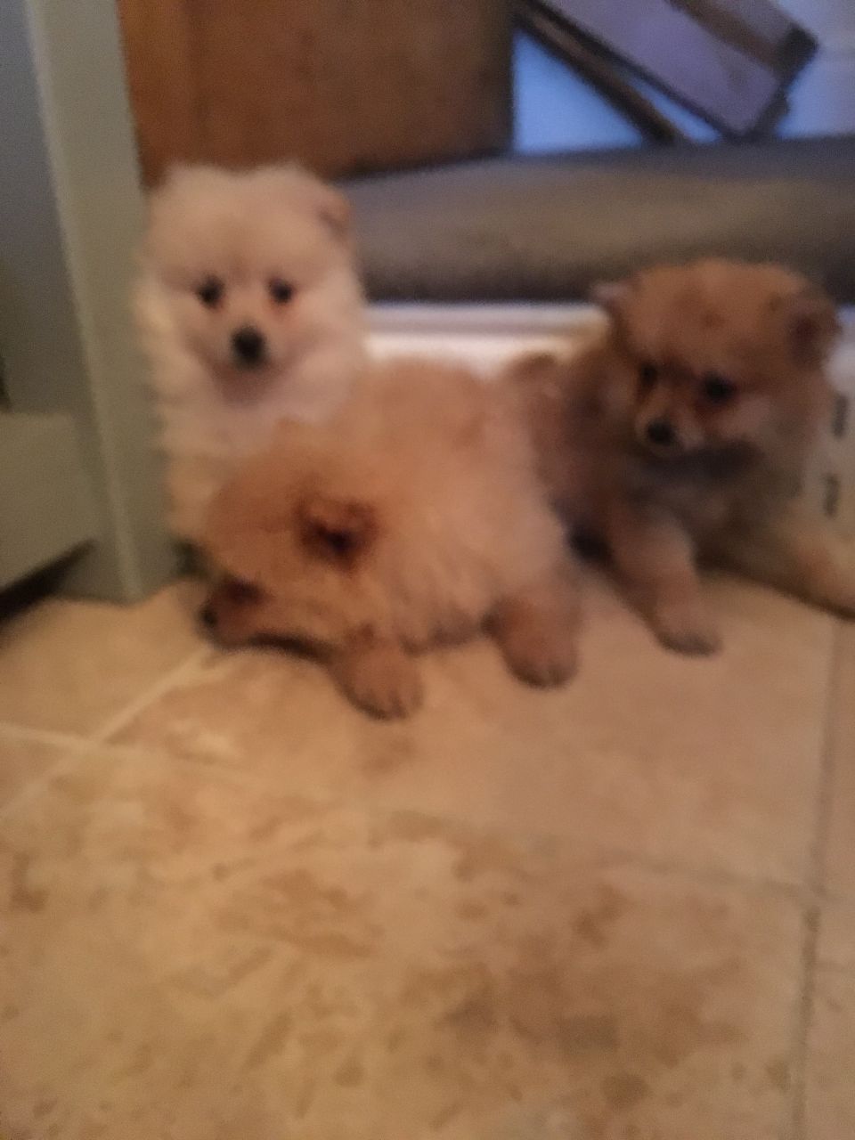 Stunning Pomeranian Puppies Available for free adoption.