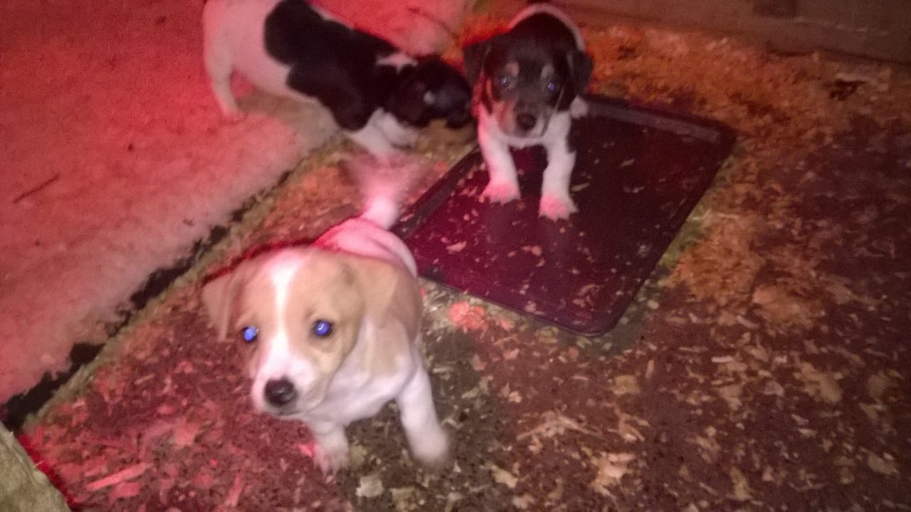 Jack Russell Puppy′s Available for sale...