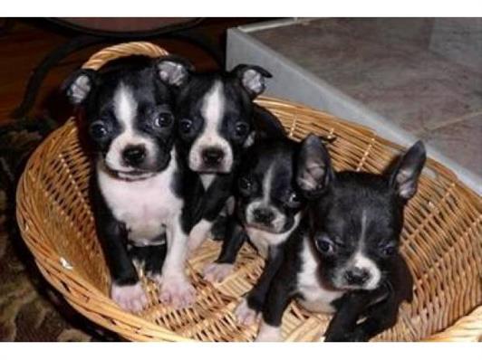 Cute boston terrier for free adoption