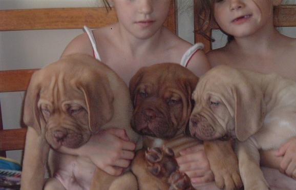 Nine weeks old, Dogue de bordeaux puppies