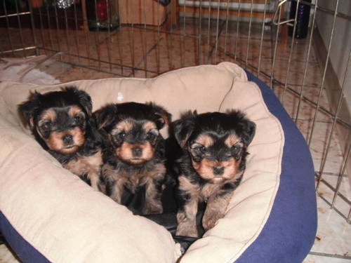 ukc Yorkshire Terrier puppies(3boys and 3gilrs)