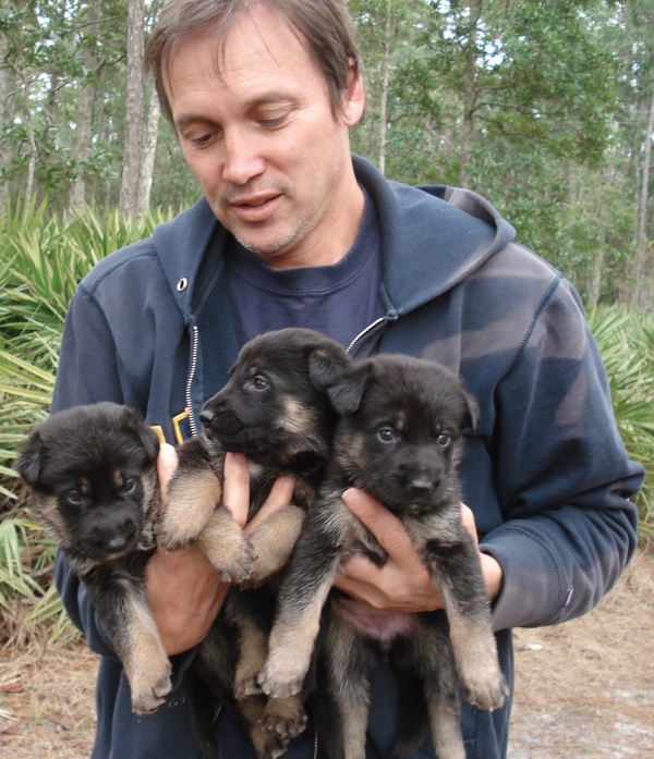 German Shepard puppies-Please contact