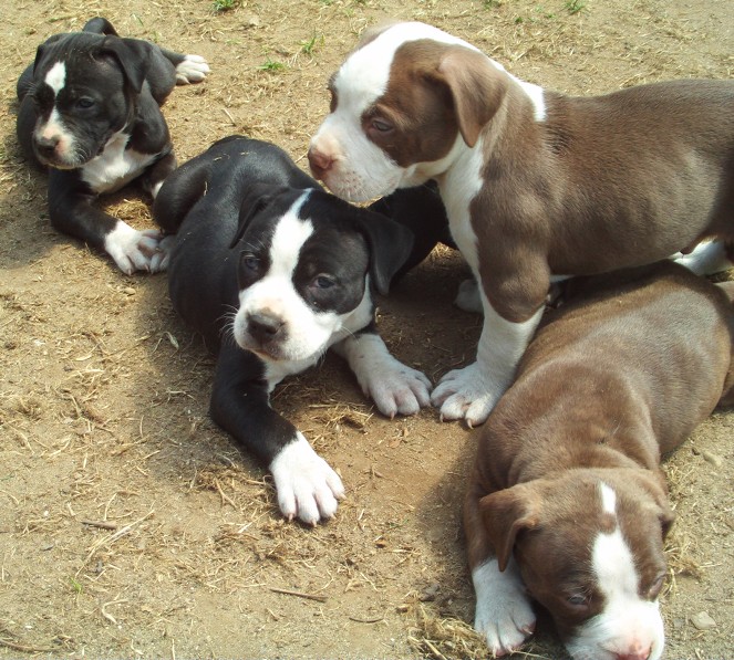 American pitbull puppies