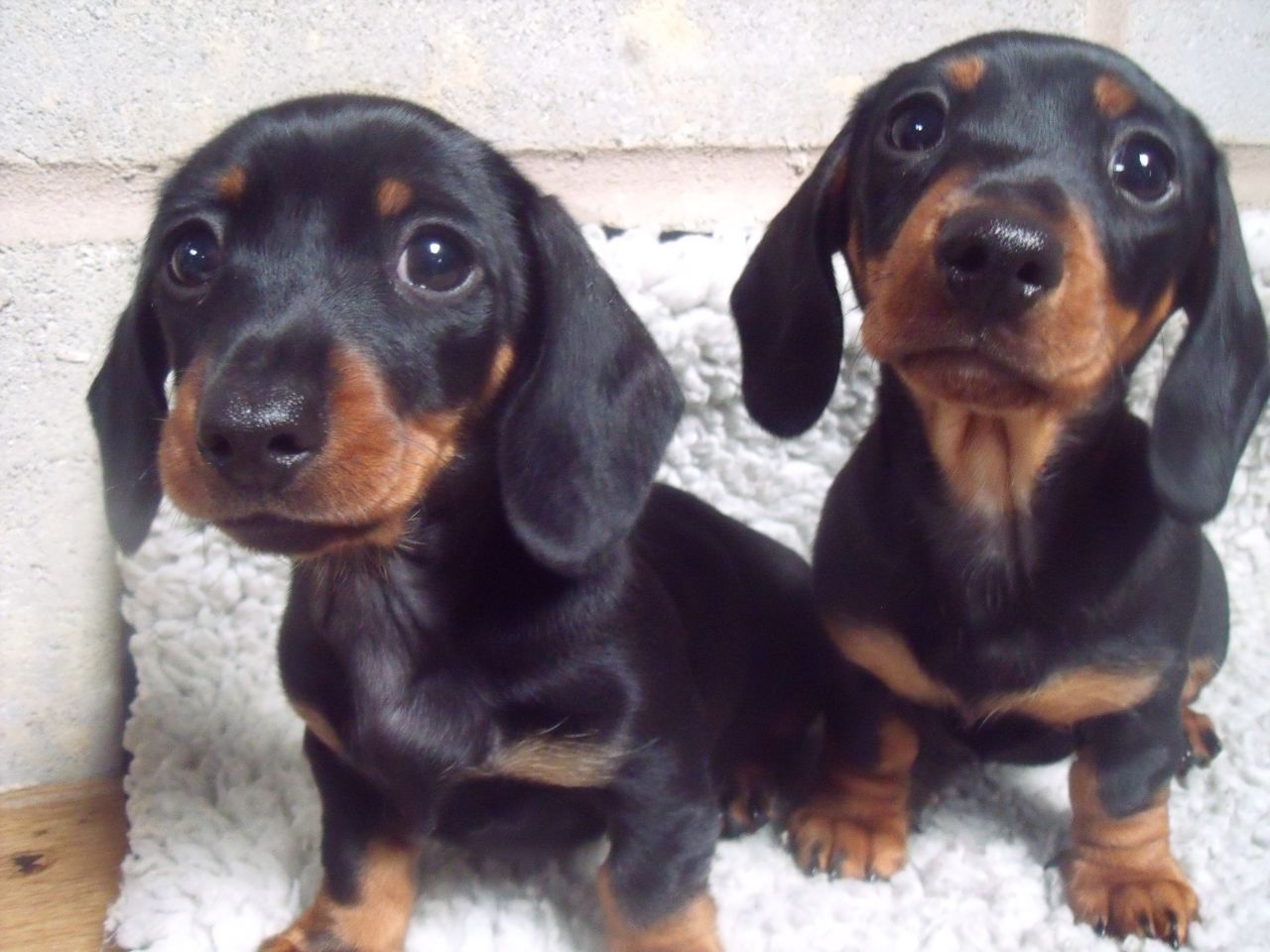 Dachshund miniature puppies