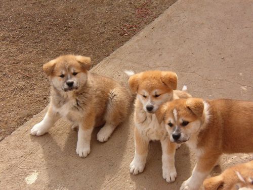 Akita Inu Puppies-09 weeks old