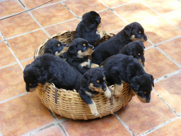 Cute Rottweiler puppies for Rehoming