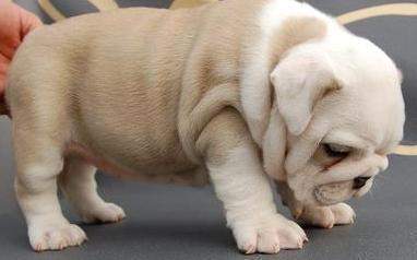Cute English Bulldog Puppy