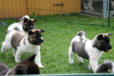 Lovely Akita puppies