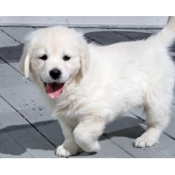 Adorable Golden Retriever Puppy For Adoption