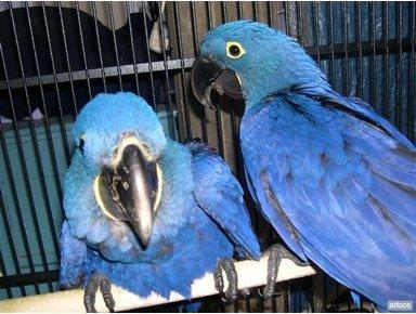 Hyacinth Maw Parrots Available