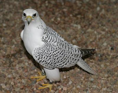 Baby Peregrine Falcon For Sale