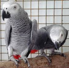 Pair of Talking Afrin Grey Parrots