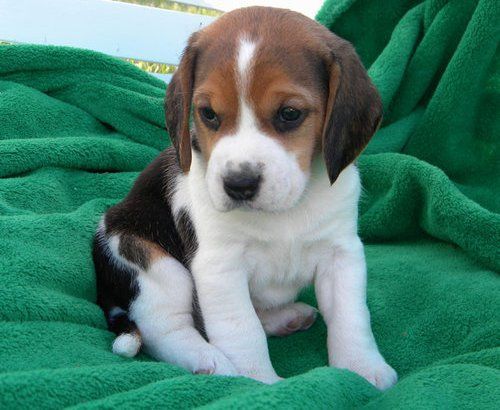 lovely beagle puppies ready for adoption
