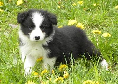 Border Collie Pups ISDS/AKC