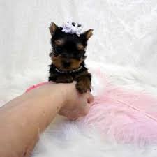 Toy Yorkshire Terrier