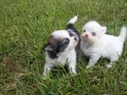 Kennel Club And Pedigree Chihuahua Puppies