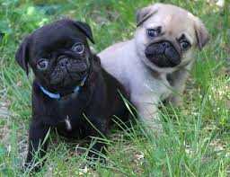 **Pug Puppies Available **