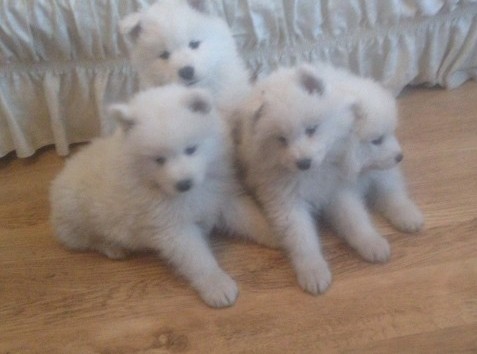Home Trained Samoyed puppies