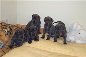 Male And Female Great Dane puppies