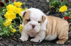 Urgent home required for beautiful tiny male and female English bulldog Puppies