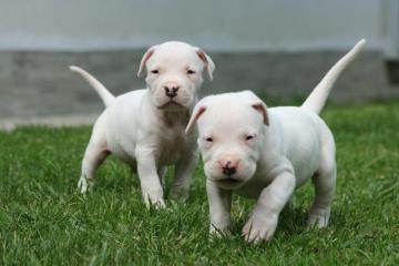 Dogo Argentino pups