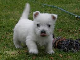 *** Stunning West Highland White Terrier Puppies Ready Now ***