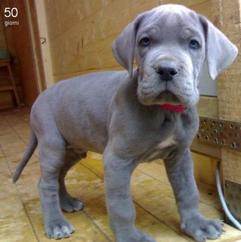  Great Dane pups for adoption