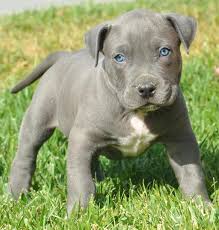 Blue eyes Pitbull Puppies for Adoption