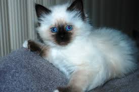 Male and Female Birman Kittens For Re homing