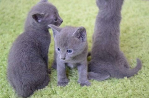 Home Trained and Hand Raised Russian Blue kitten 