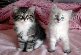  Cute Siberian Kittens ready to go Food Homes