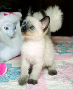  Beautiful Siamese Kittens for adoption beautiful kittens