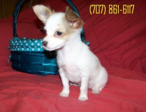 White/blue and Fawn Chihuahua Puppies